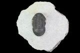 Paralejurus Trilobite Fossil - Cute Little Guy #68667-1